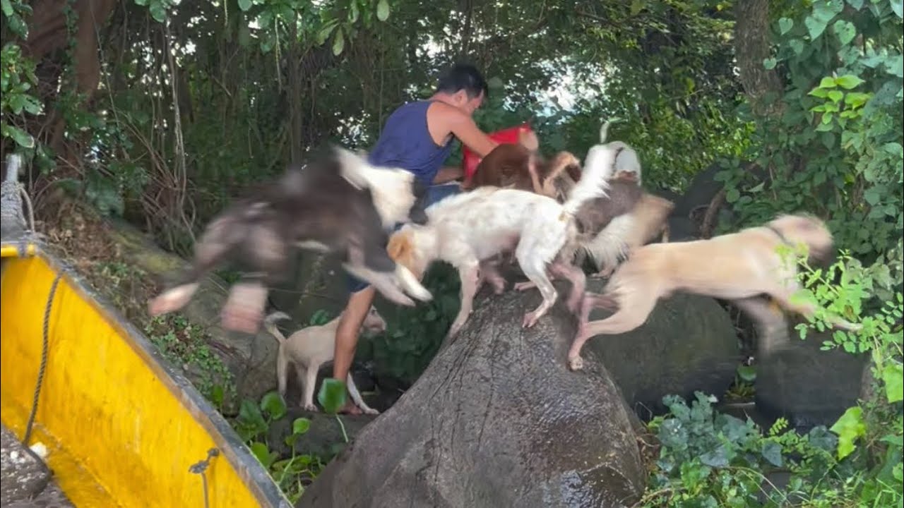 Update sa mga asong itinapon sa pulong malaki at sa pulo ni don silverio🙏🏻