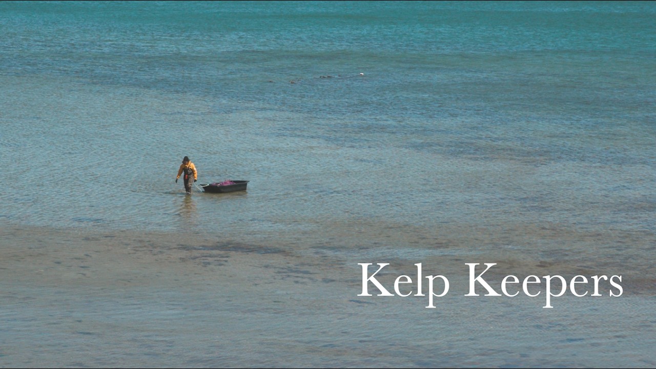 Kelp Keepers