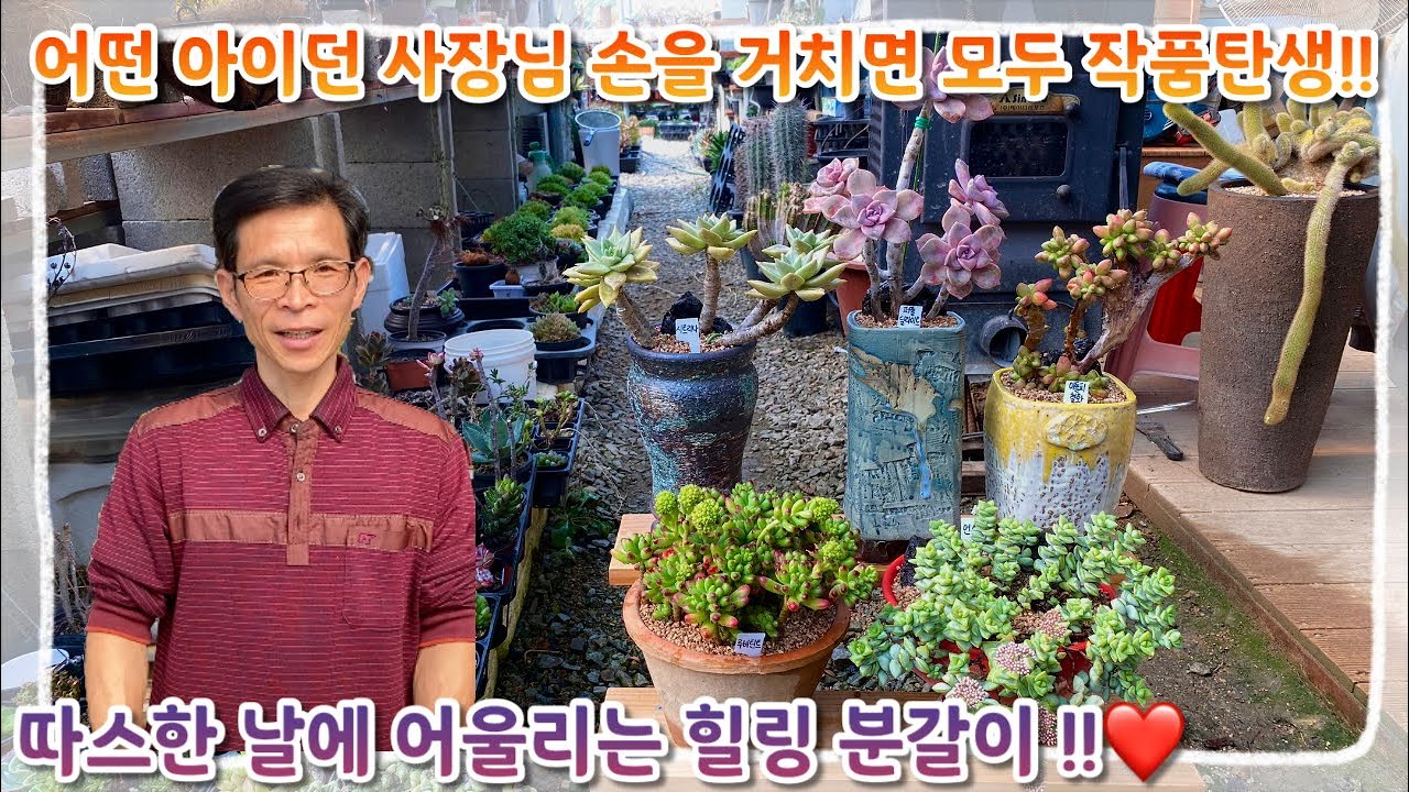 사장님 손을 거치면 어떤 다육이든 모두 작품으로 탄생 !! 따스한 날씨와 어울리는 힐링 분갈이 !!
