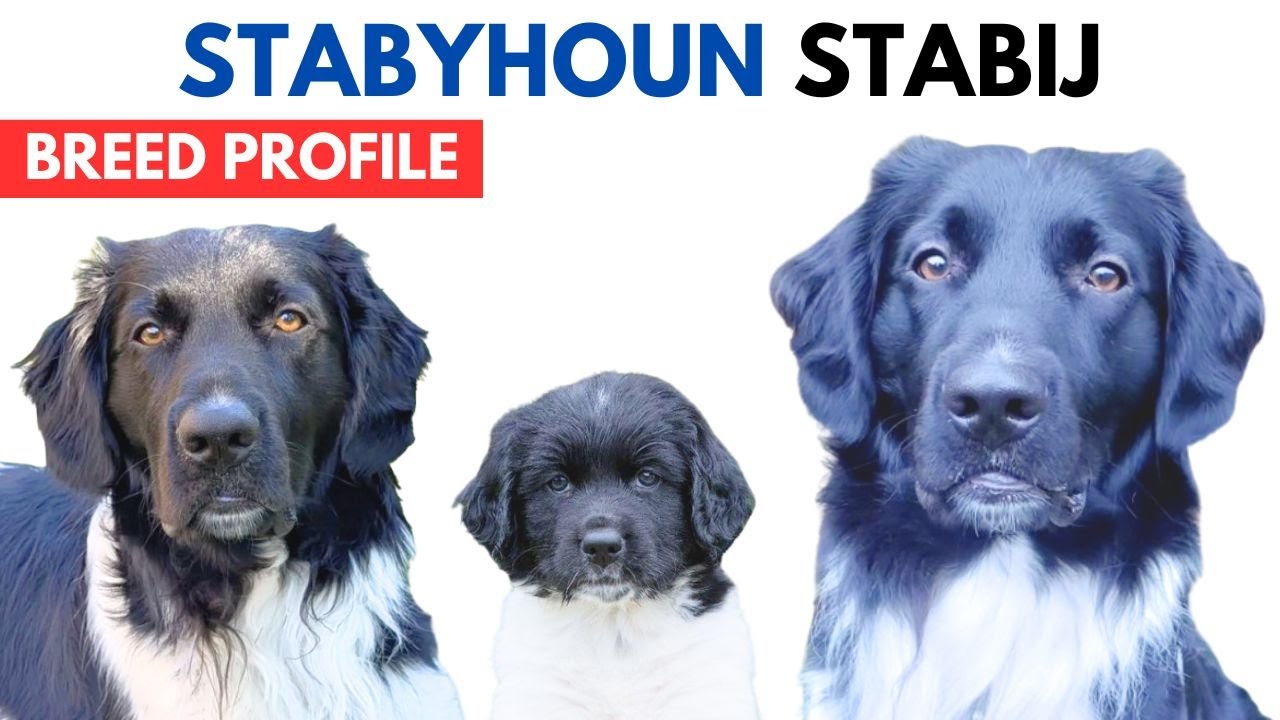 Stabyhoun Breed Profile History - Price - Traits - Stabijhoun Stabij Grooming Needs - Lifespan
