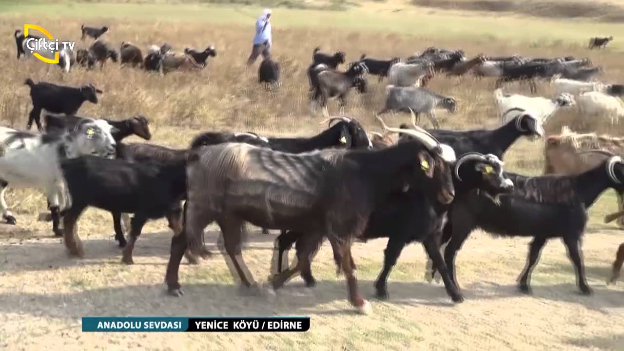 ANADOLU SEVDASI/EDİRNE- KEŞAN