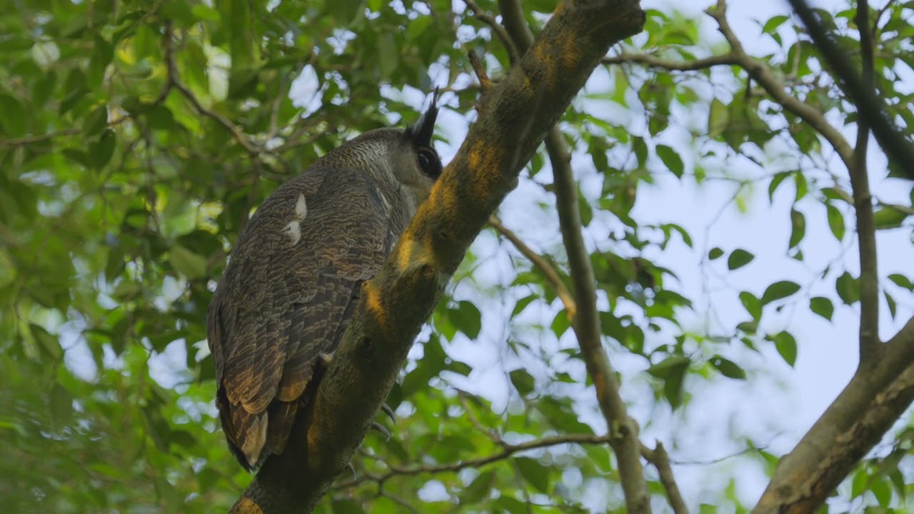 Barred Eagle Owl, Jalan Asas 6th Jul 2025   4K