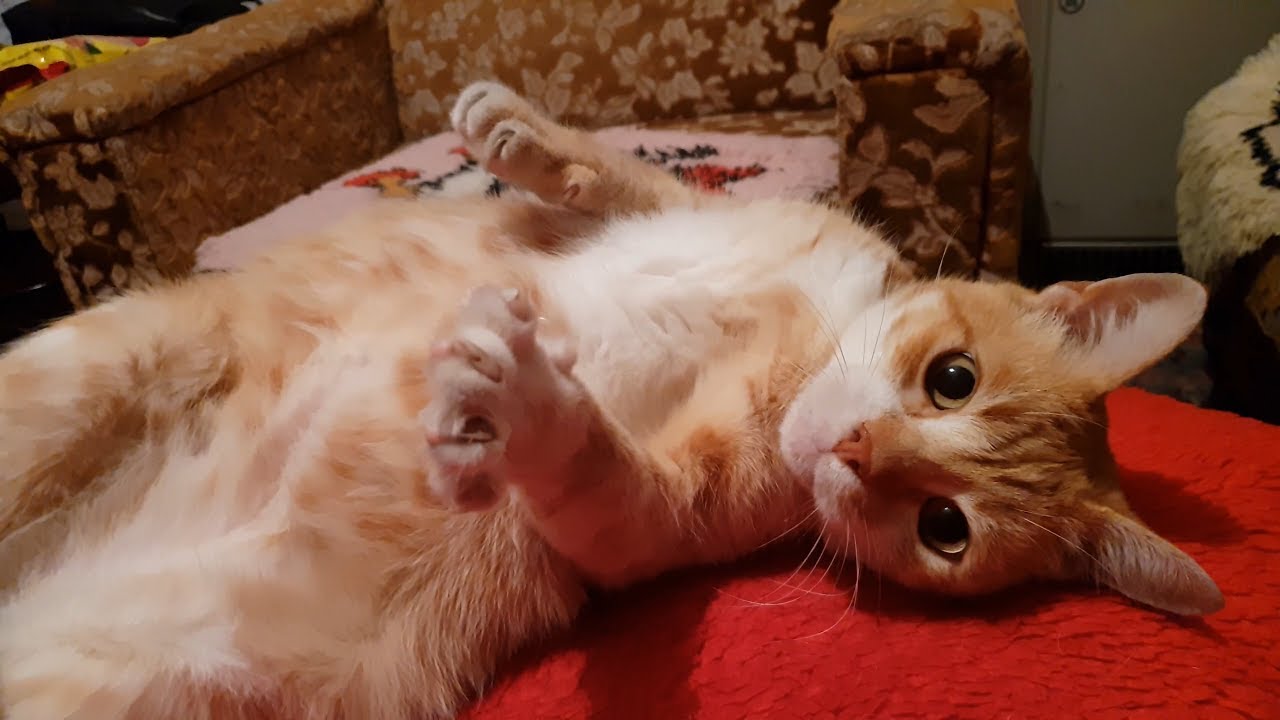 10 Reasons To Love Cats