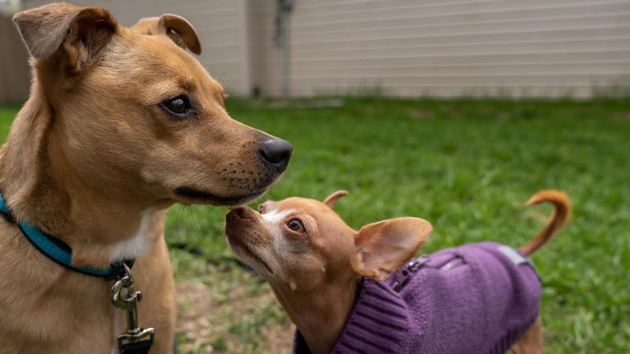 Given to the Humane Society Because His Owner Was Afraid of Him.