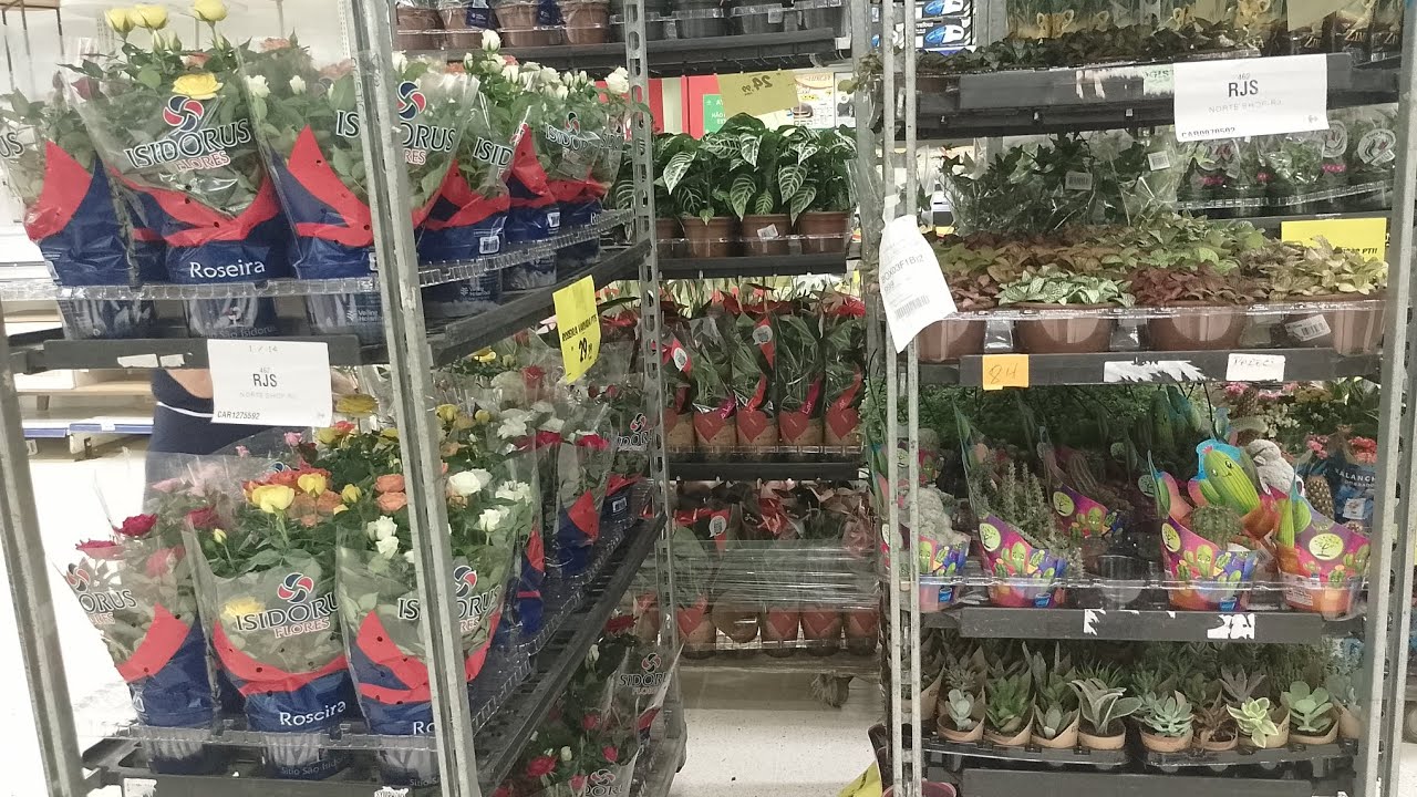 #quinta feira CARREFOUR 19 de fevereiro#rosa do deserto#orquidias
