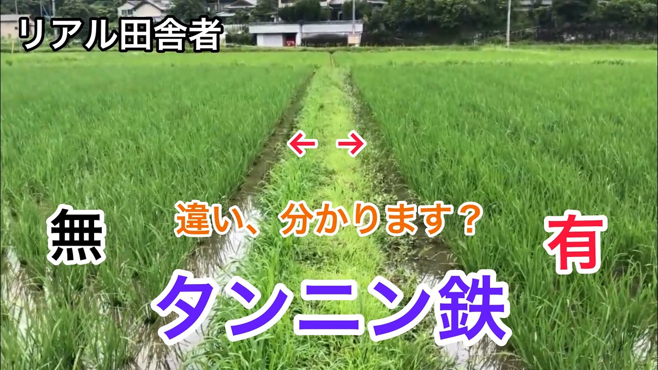 【コシヒカリ】稲作にタンニン鉄を使ってみた結果。｜への字型稲作。