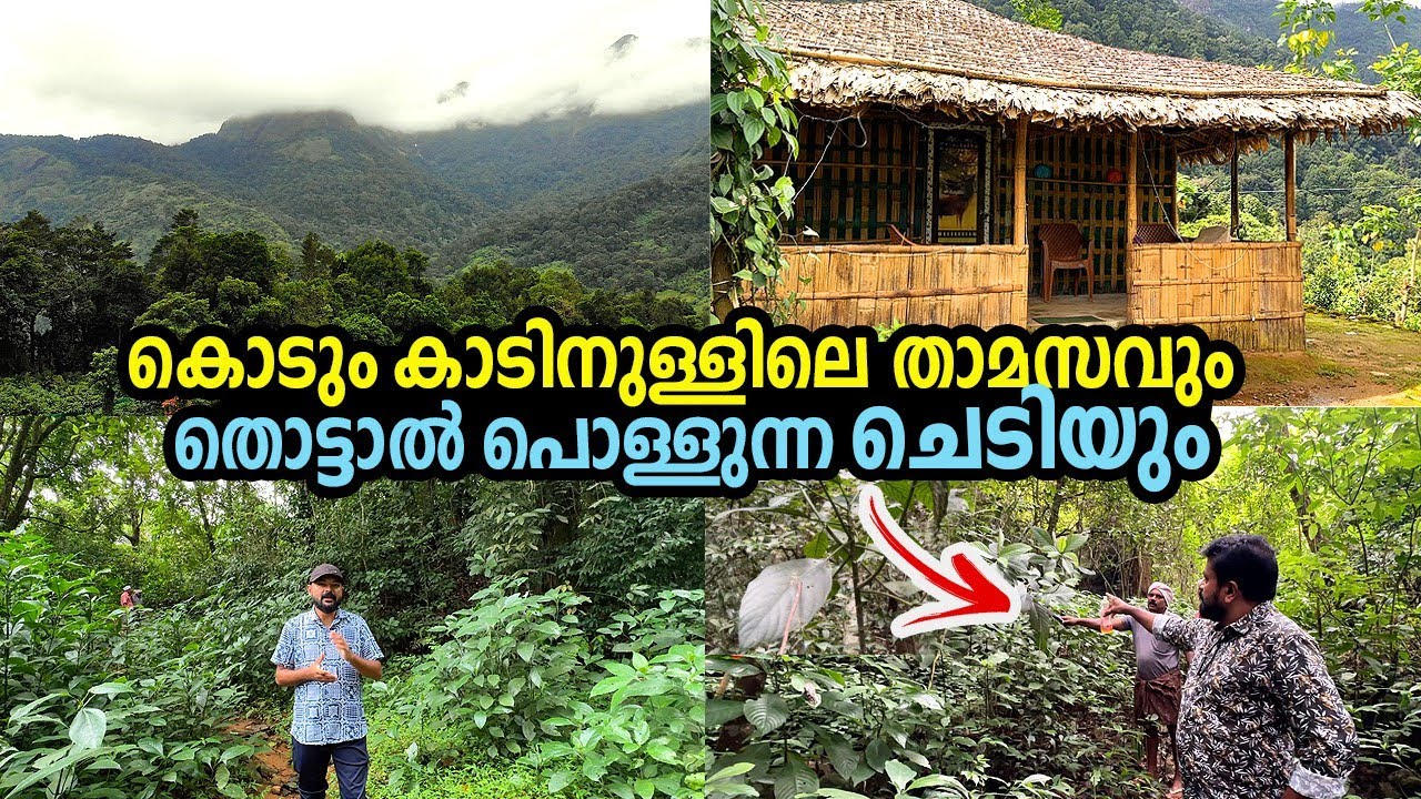ആദിവാസി മേഖലയിൽ കൊടും കാടിനുള്ളിൽ ഒരു ദിവസത്തെ താമസം |  one day stay in tribal settlement area