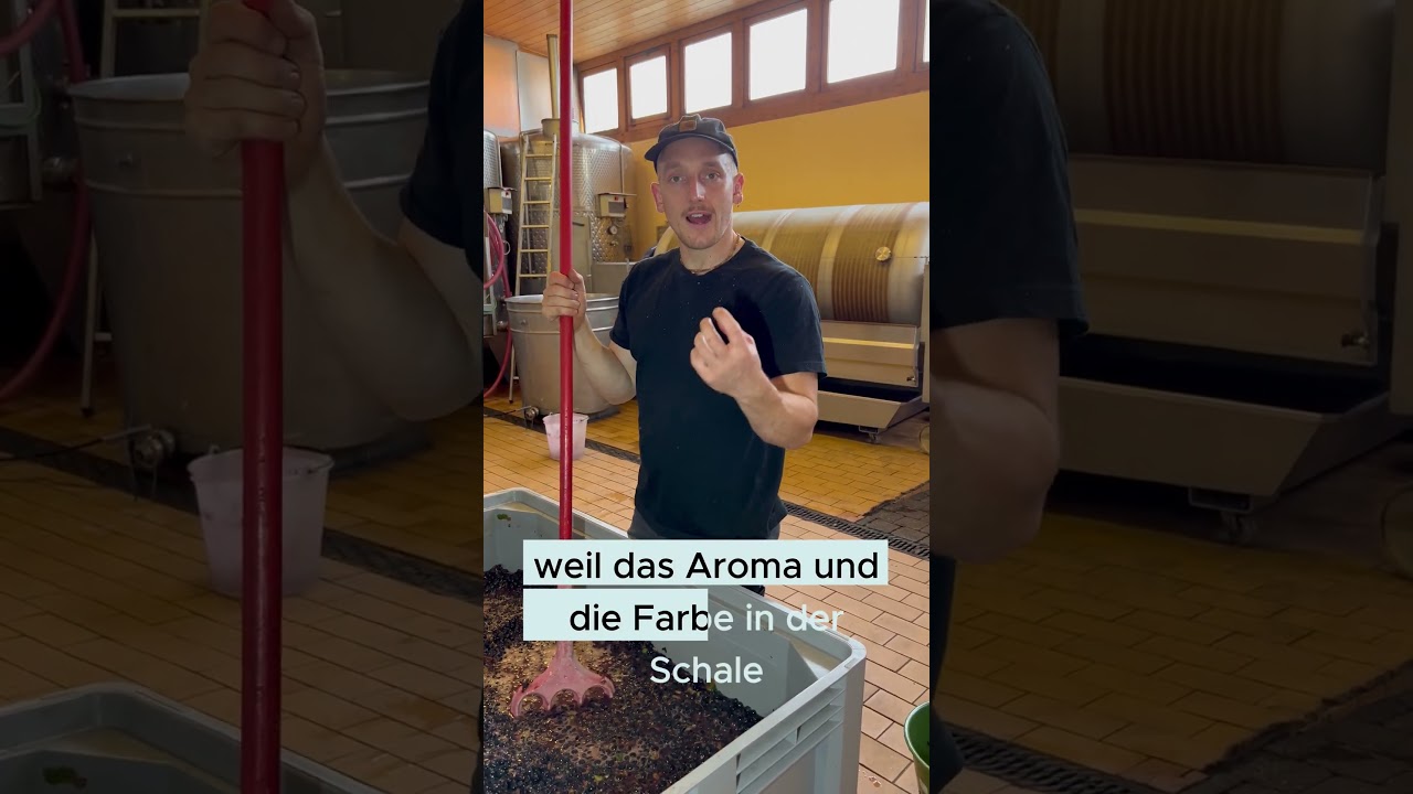 Der Weg zu intensiven Rotweinen! #biorotwein #biowein #weinlese2023 #bioweingutullrich #pfalz