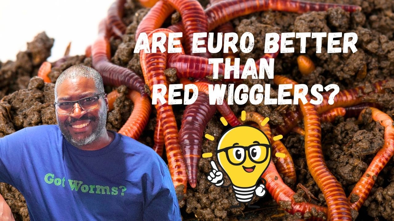 Composting Worms Comparison - Red Wigglers And European Nightcrawlers/Red Wigglers Vs Nightcrawlers