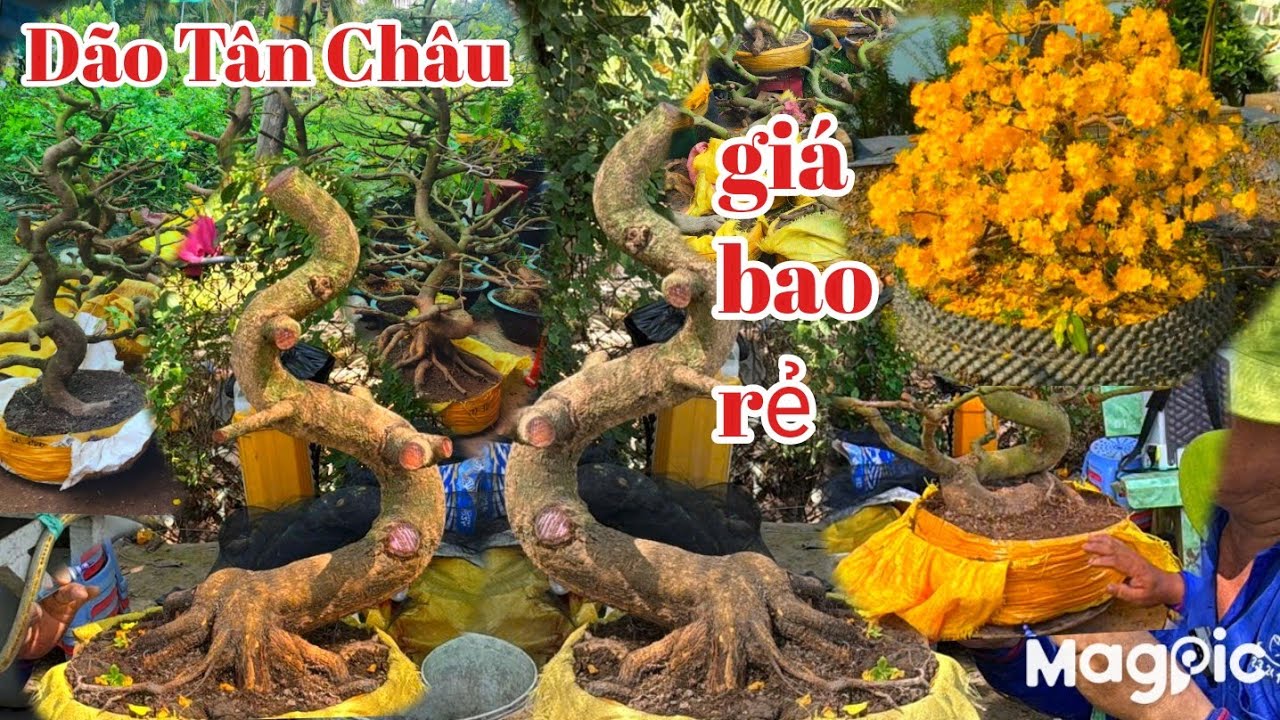 A Lý  Zalo 💥 0947678759💥 Gl mai vàng dão Tân Châu giáng long bao giá rẻ tại AG 