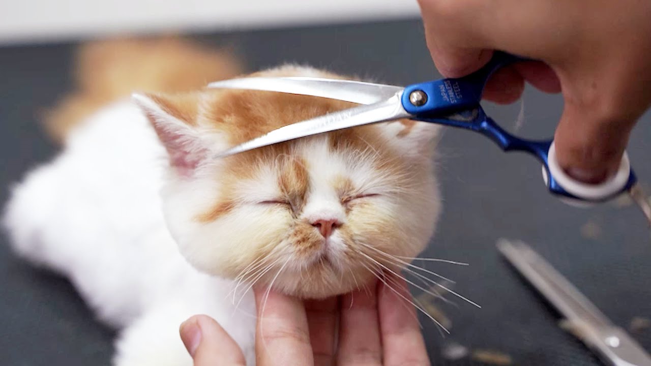 給非常可愛的小貓咪修剪毛‖ How To Groom a Cat ‖ pet groomer ‖ 寵物美容