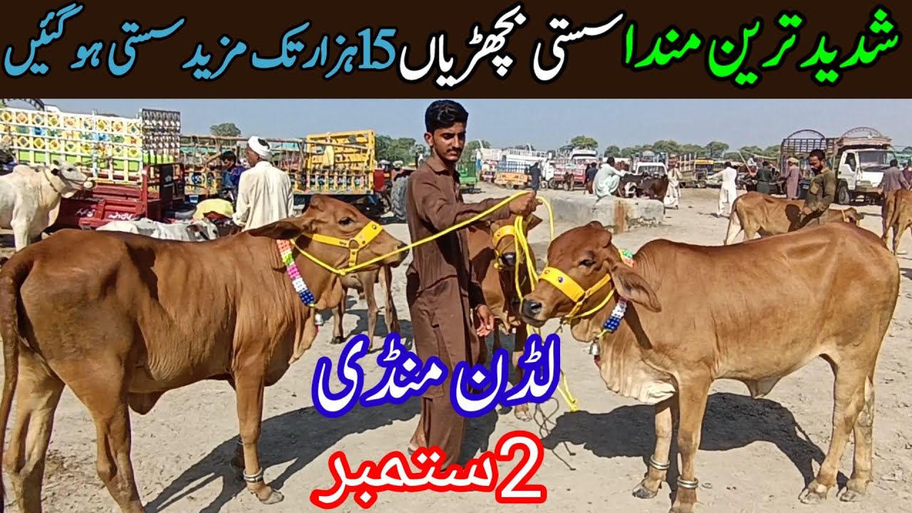 Sahiwal Cholistani Bachrian Latest Price Update In Luddan Cattle Market / Luddan Mandi.PK