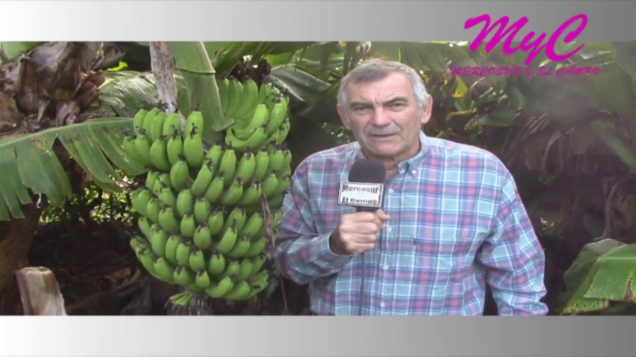 Bananos en Misiones El documental - Primera Parte