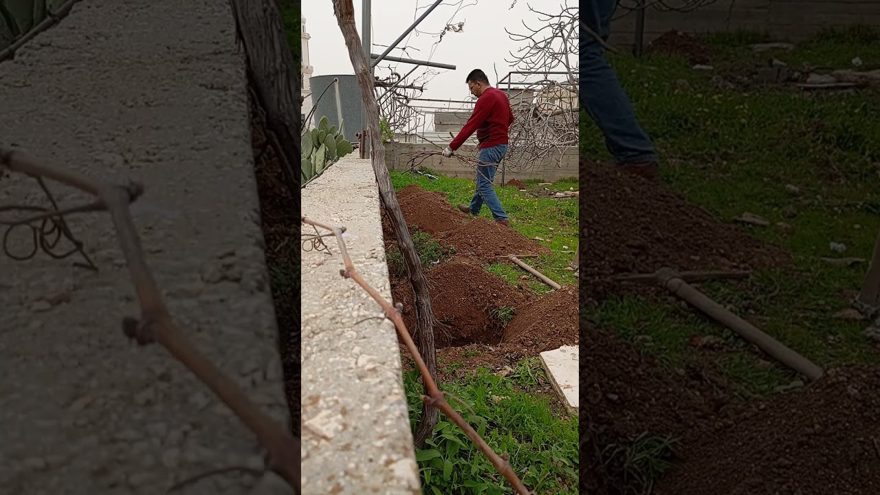 زراعة العنب في  الخليل بيت كاحل م.طه عصافرة 13/2/2026