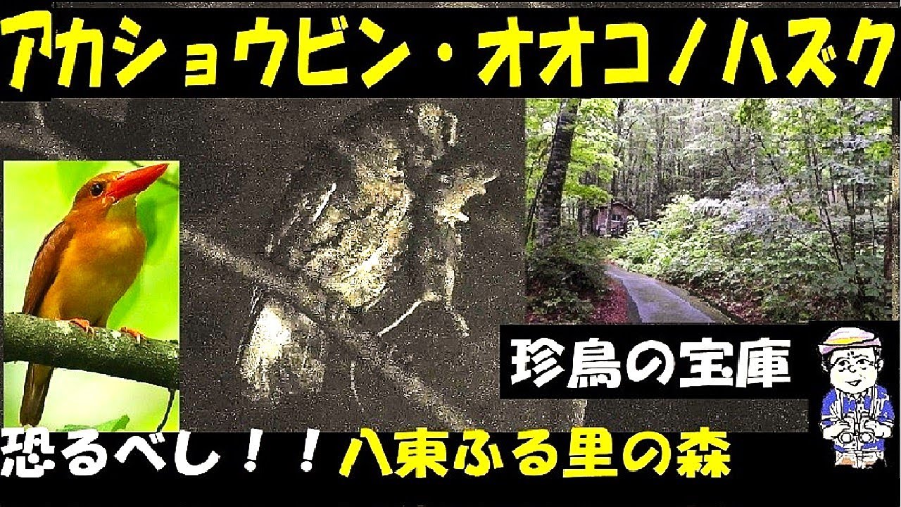恐るべし！！アカショウビン、オオコノハズク、うようよ八東ふる里の森、Ruddy Kingfisher、Collared Scops Owl、オオルリ、アオゲラも、うっちー探検発見ほっとけん、 野鳥観察