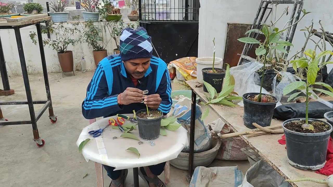 एवोकाडो में ग्राफ्टिंग कैसे करे | what kind of grafting in avocado is successful