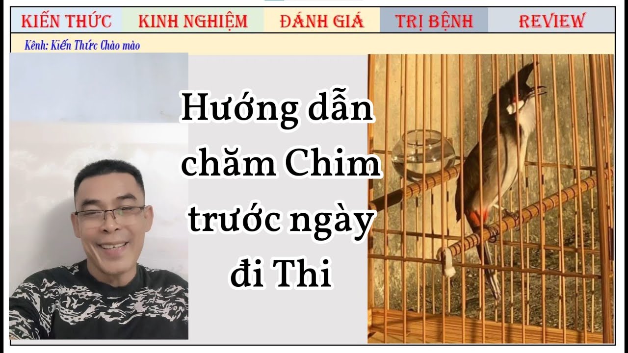 Hướng dẫn chăm chim trước ngày đi Thi cực kì hiệu quả từ Vũ CÔng