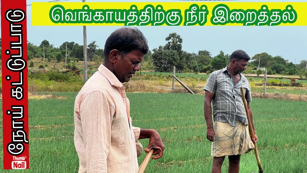 🌏@வெங்காயத்திற்கு நீர் கட்டல் #நோய்க்கட்டுபாடு|| #Onion Garden In Tamil