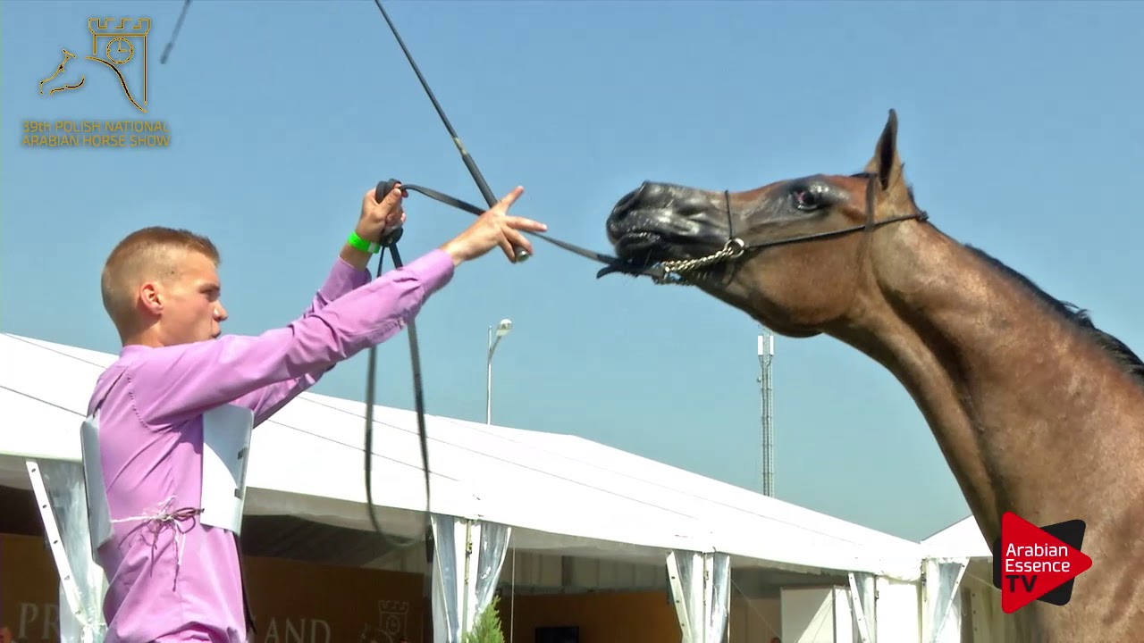 N.11 TACJANA - 2017 Pride Of Poland - Yearling Fillies (Class 1B)