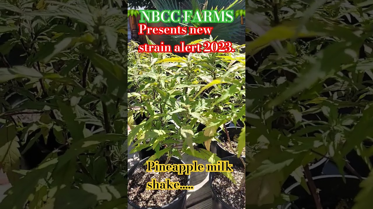 2023 new cannabis strain. #new #shorts #organic #asmr #cannabisstrains