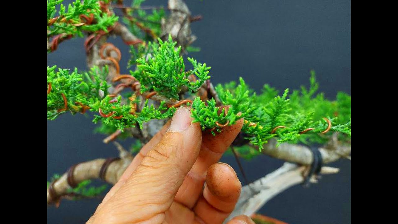 Bonsai Tree Cypress 3 Step2