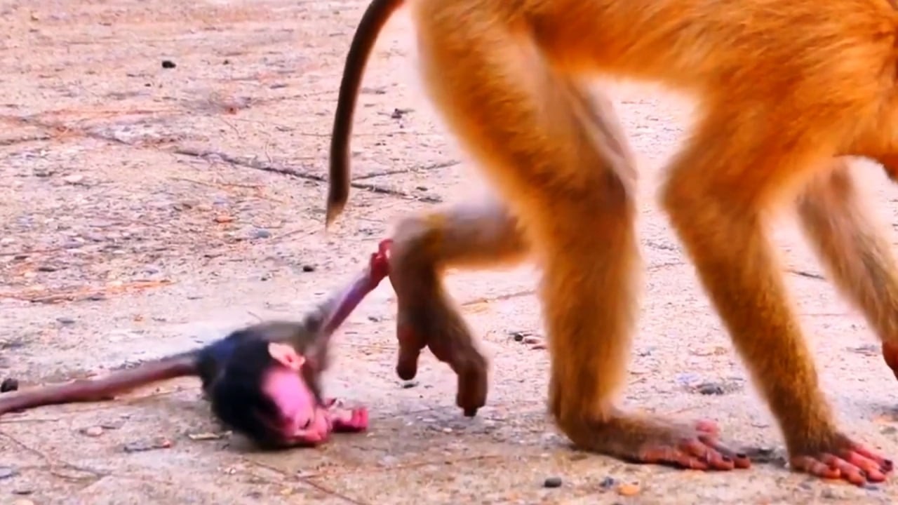 Live: Baby Monkey Reunites with Mom After Time Apart 🐒💛