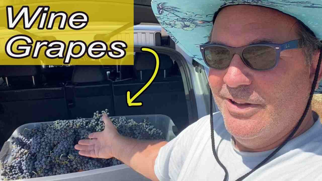 Can You Really Make Great Red Wine At Home? Watch This!