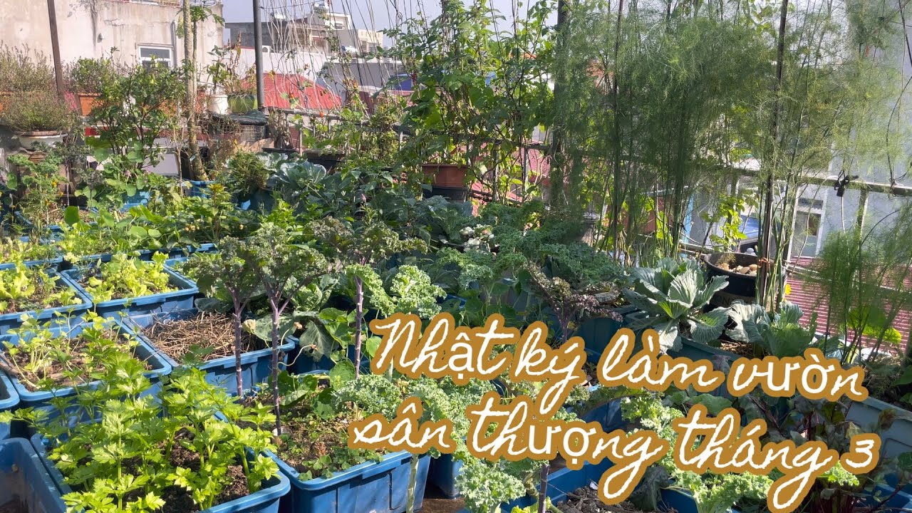 110 TRỒNG RAU SÂN THƯỢNG tháng 3, thu hoạch rau trái, làm đất gieo mồng tơi, rau hẹ, chăm măng tây