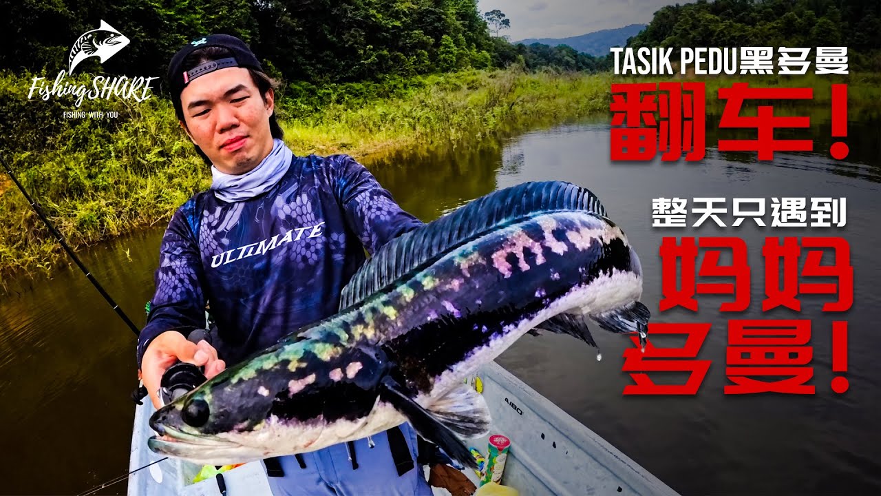 【FishingShare】TASIK PEDU黑多曼钓游翻车，整天只遇妈妈多曼?! BLACK TOMAN trip went wrong！