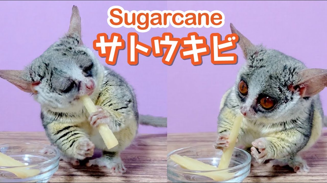 サトウキビで歯磨き効果!? SugarCone - Pizzatoru the Bushbaby / ショウガラゴのピザトル
