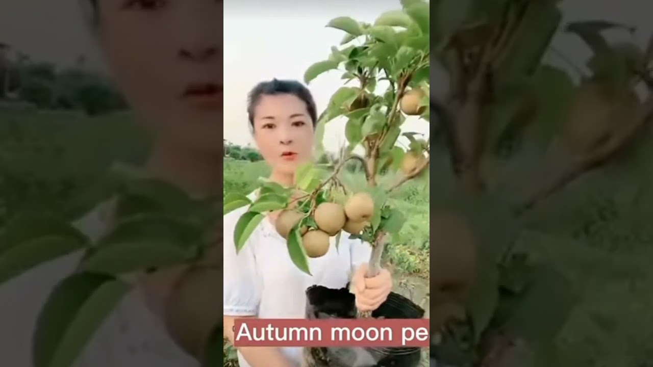 autumn pear&hellip;&hellip; #viral #satisfying #trending #youtubeshorts #garden #gardening #shorts #ytshorts