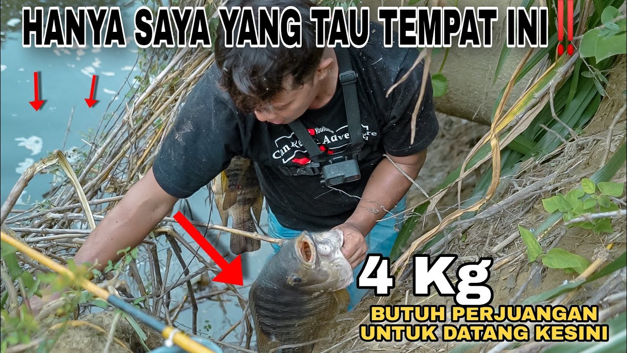 HANYA SAYA YANG TAU TEMPAT INI‼️MONSTER TILAPIA