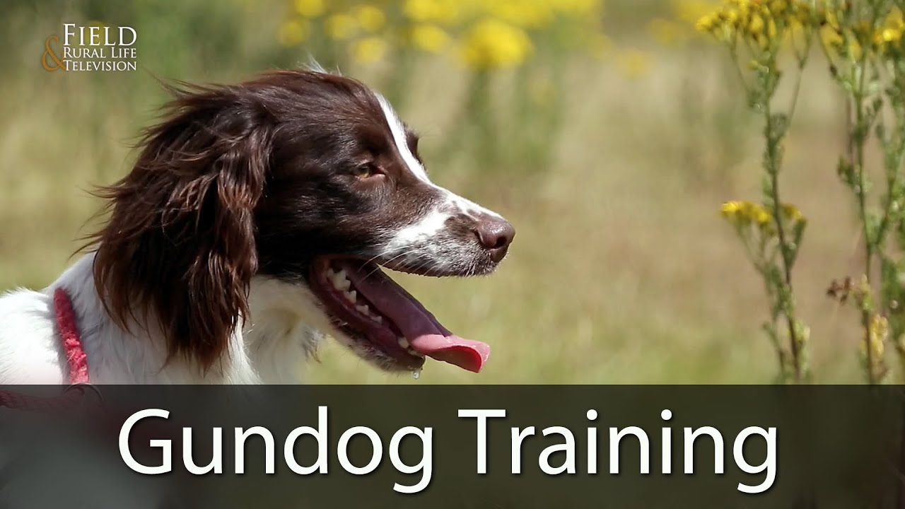 Gundog Training With Andy Cullen
