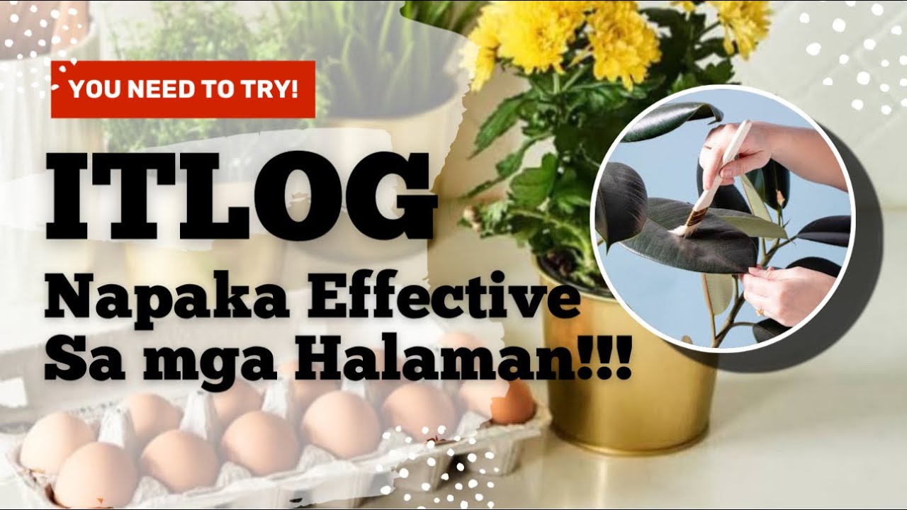 ITLOG LANG PALA ANG MAGPAPAGANDA SA HALAMAN MO! ALAMIN KUNG PANO!