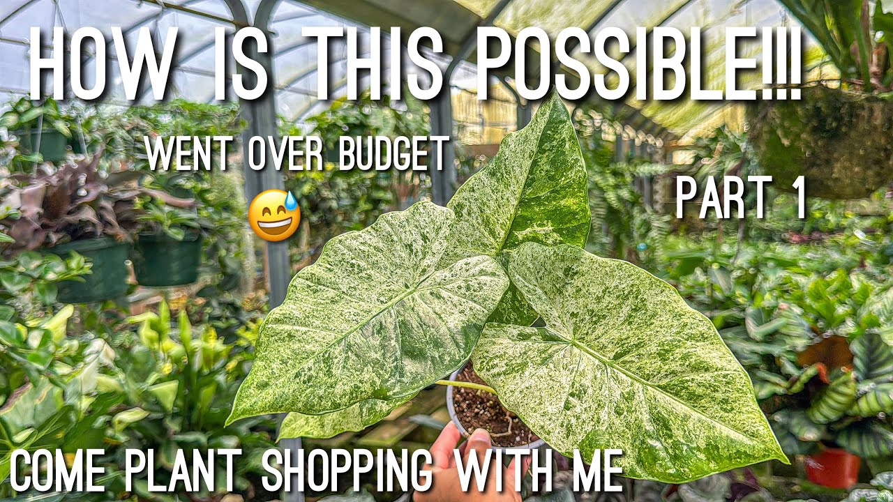 Rare Cheap Houseplants! Come Plant Shopping with me! Went Over Budget but Worth It!