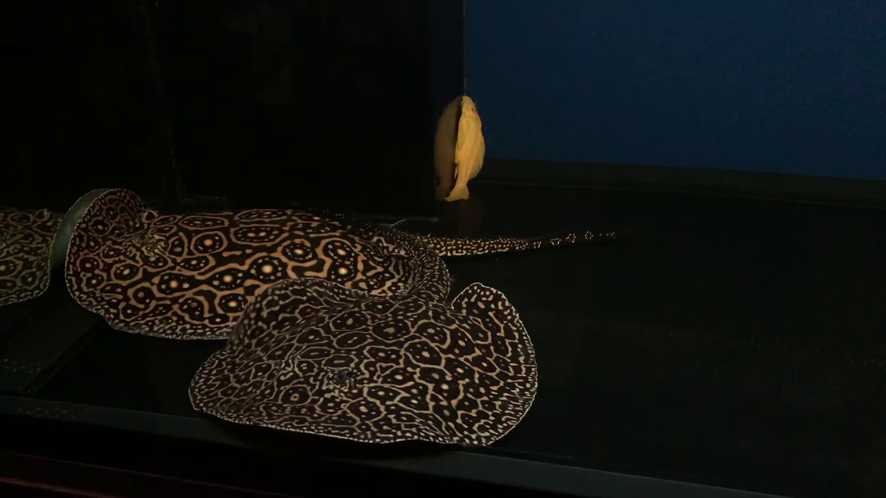 Pair of Pearl Stingrays | Freshwater Stingrays |