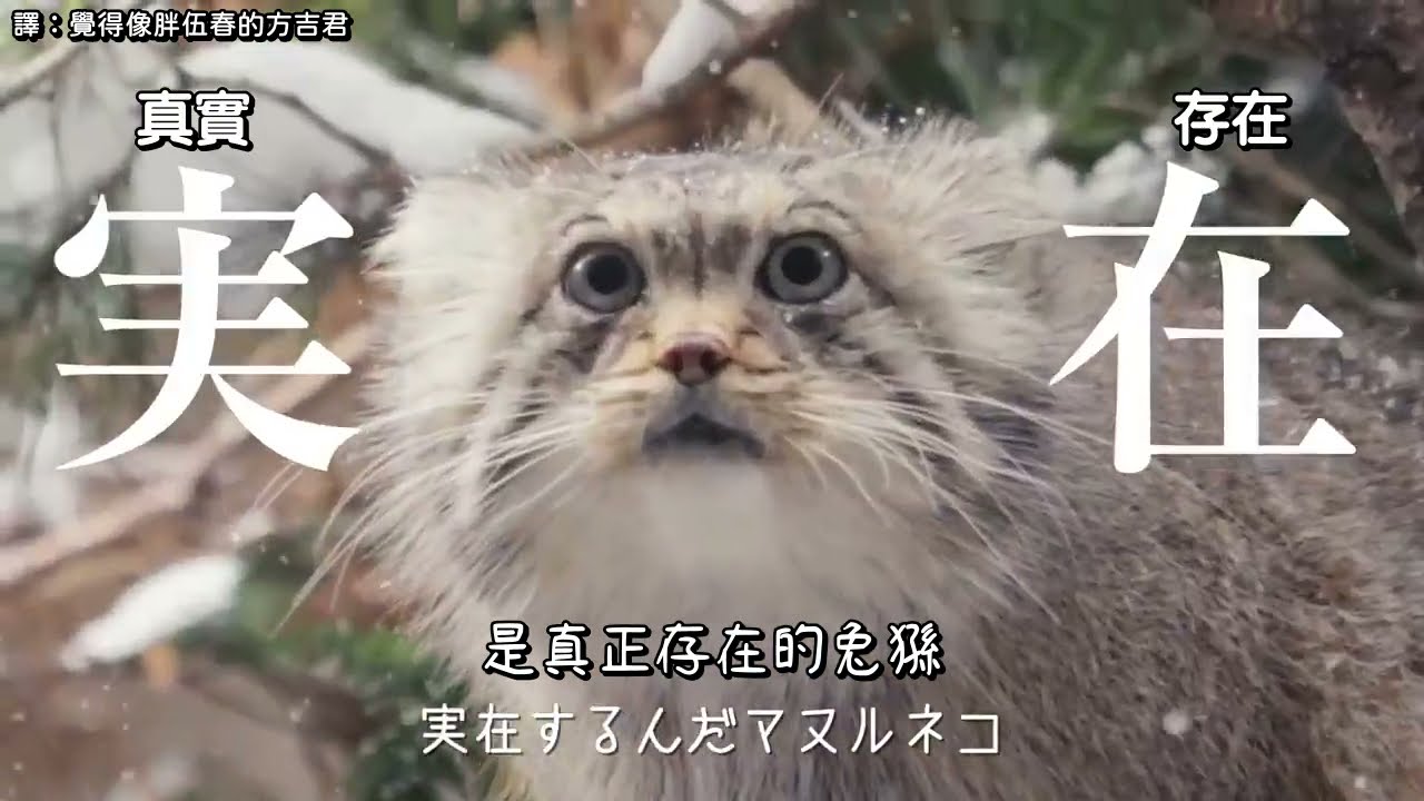[方吉君翻譯] 兔猻之歌