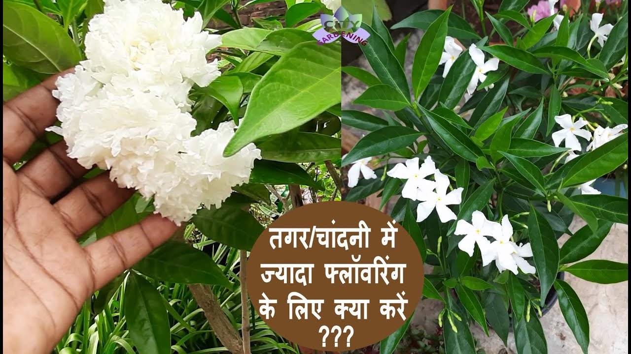 How to grow & care for Carnation of India? White summer beauty: Chandni/ Tagar/ Crepe Jasmine