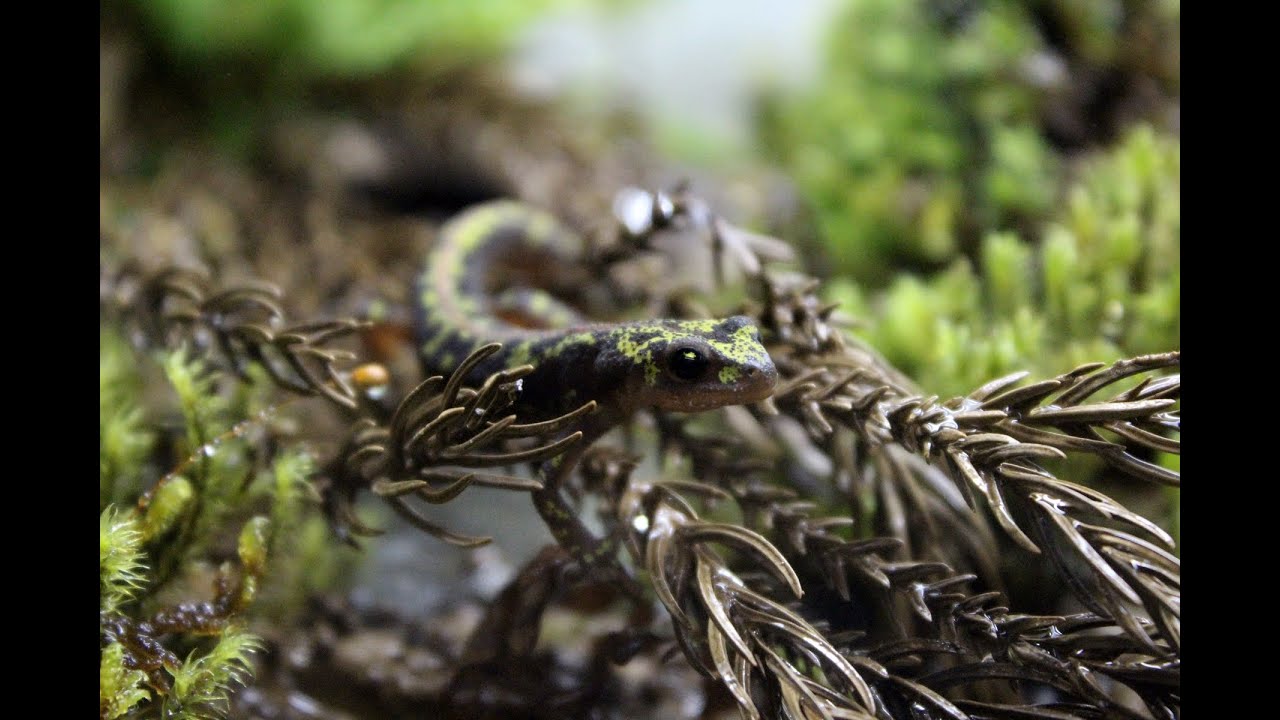 Making Marbled Newt (Triturus Marmoratus) Vivarium[HD]