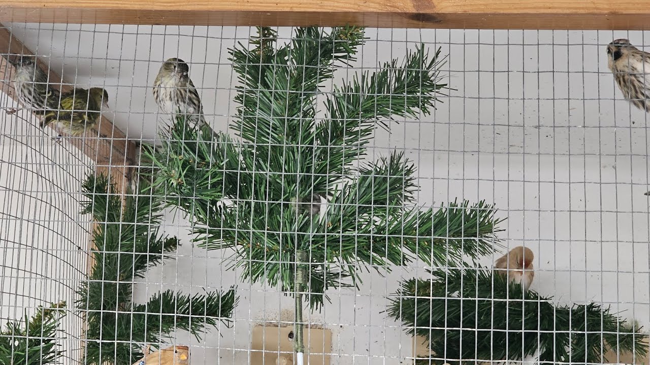 Moving and Handling my Birds.