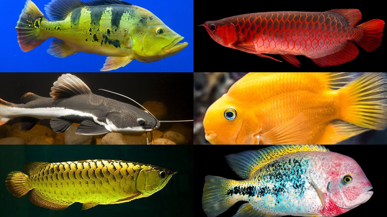 Fish Bazaar Pet Shop Monster Exotic Fish latest Stock Update 2026 Madipur Delhi NCR 👀