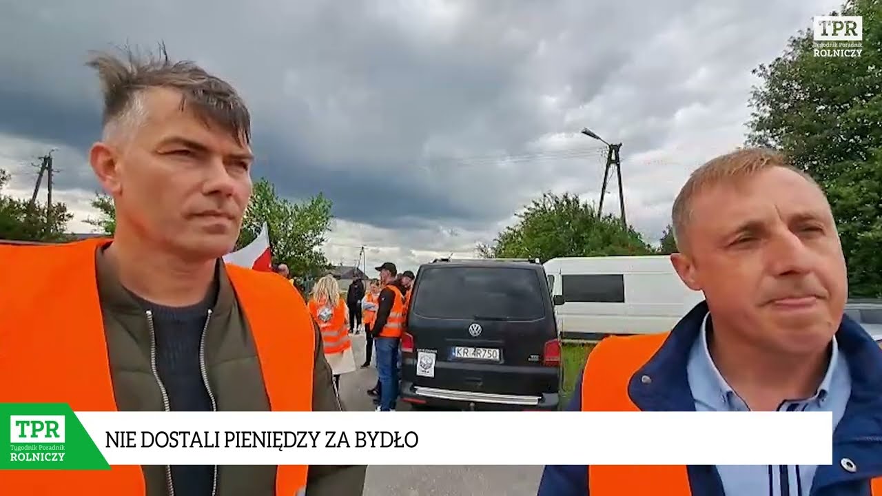 Firma nie zapłaciła rolnikom za bydło. Przyjechali pod siedzibę [WIDEO]