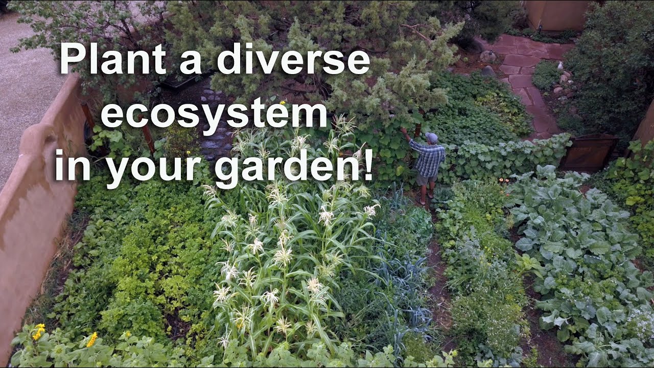 Planting an ecosystem in your garden!