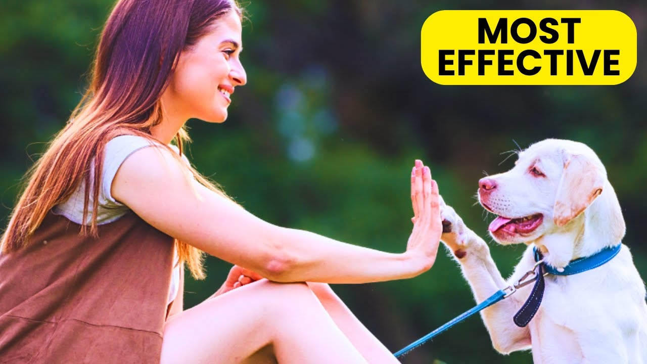 What Actually Is Positive Reinforcement Dog Training?