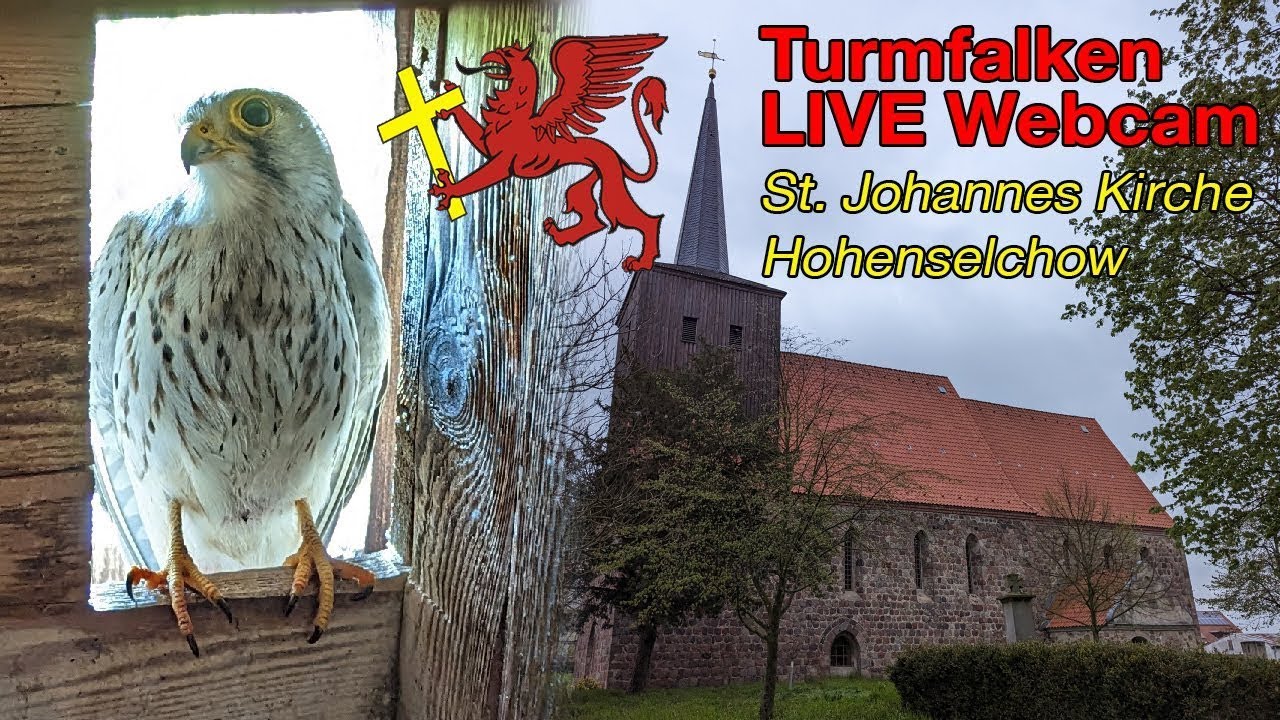 LIVE - Turmfalken Nistkasten - Kirchturm Hohenselchow