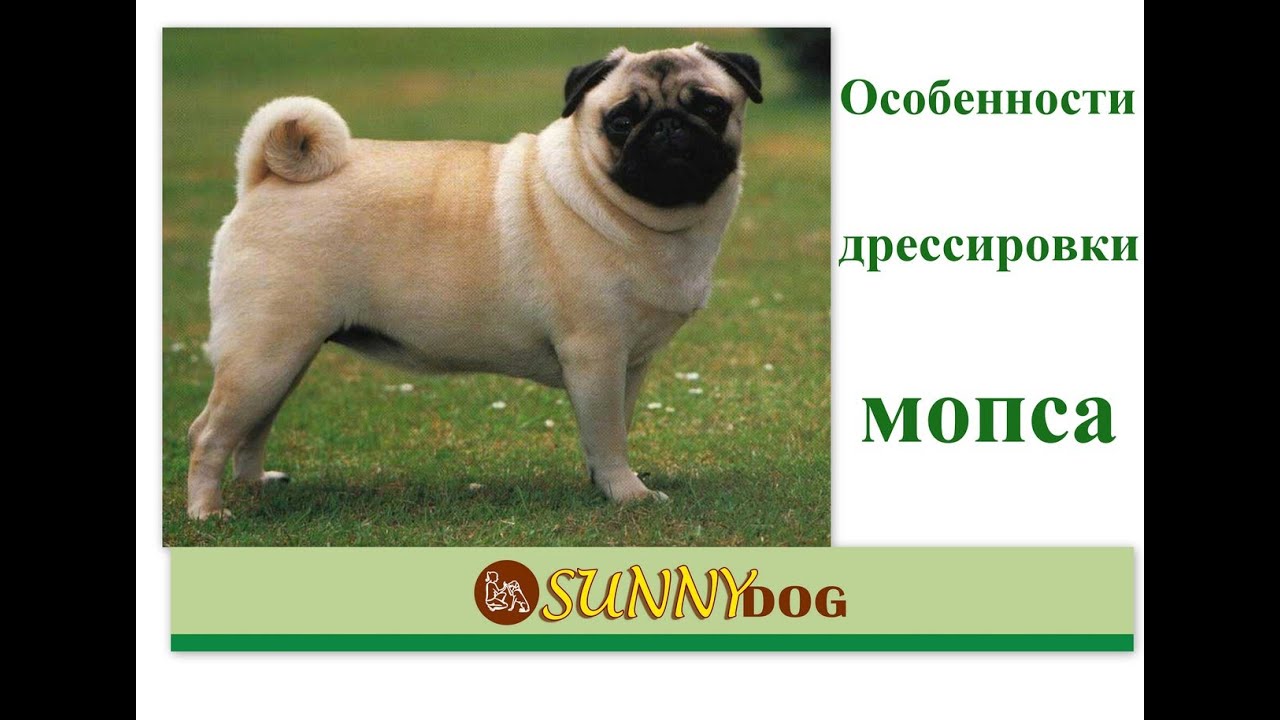Мопс - особенности обучения Дрессировки (как щенка так и взрослой собаки)