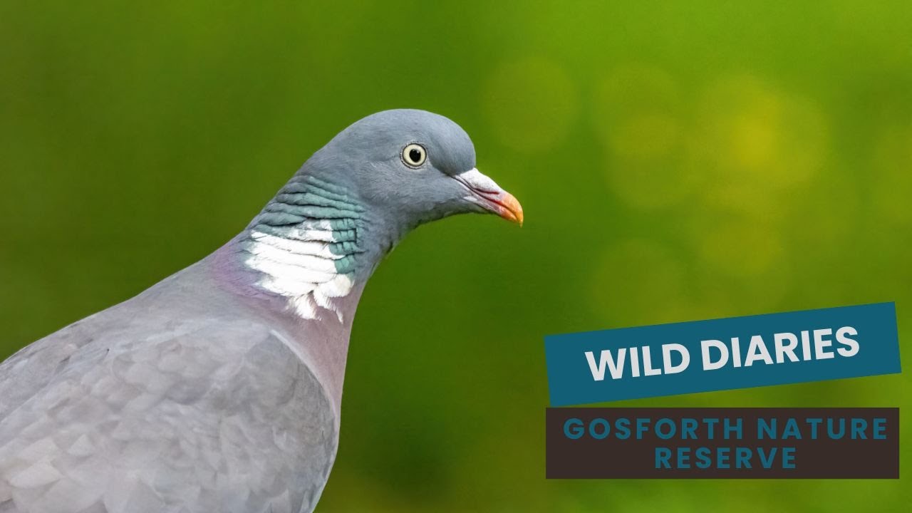Thermal Surprise at Gosforth Nature Reserve | Topdon TS004 Reveals the Unexpected