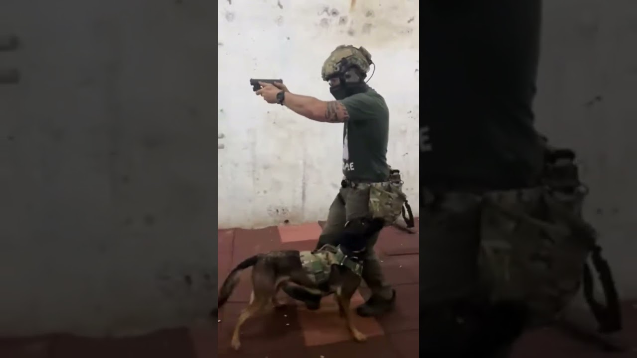 Tactical Dogs. Tactical K9. Belgium Malinois Tactical Shooter Training. attack Dogs. Protection K9