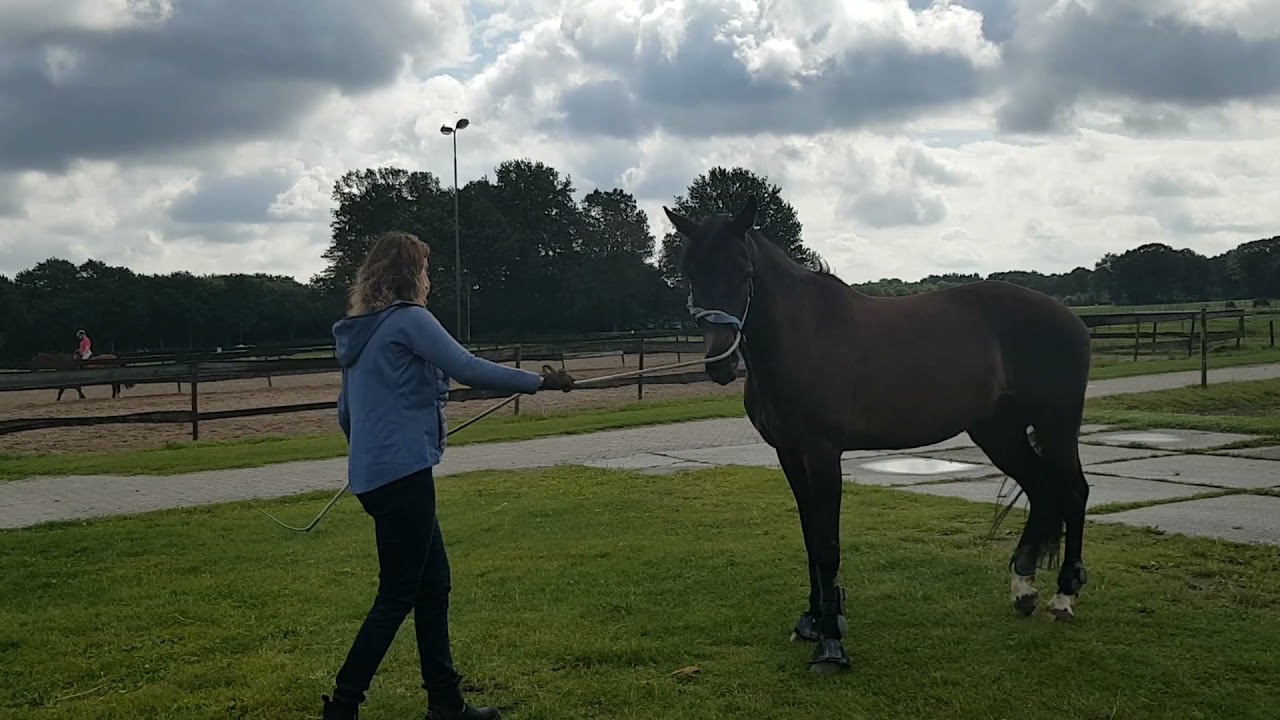 Trailerladen met een jong paard