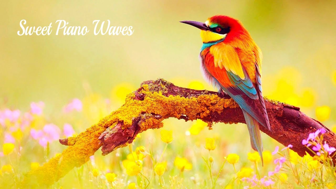 Relaxing Piano Music and Amazing Beautiful Birds, Soft Music to Sleep and Stress Relief